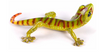 Dino