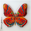 Transformation of Hope | Red