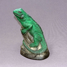  Iguana