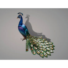  The Peacock